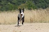 BULL TERRIER 065